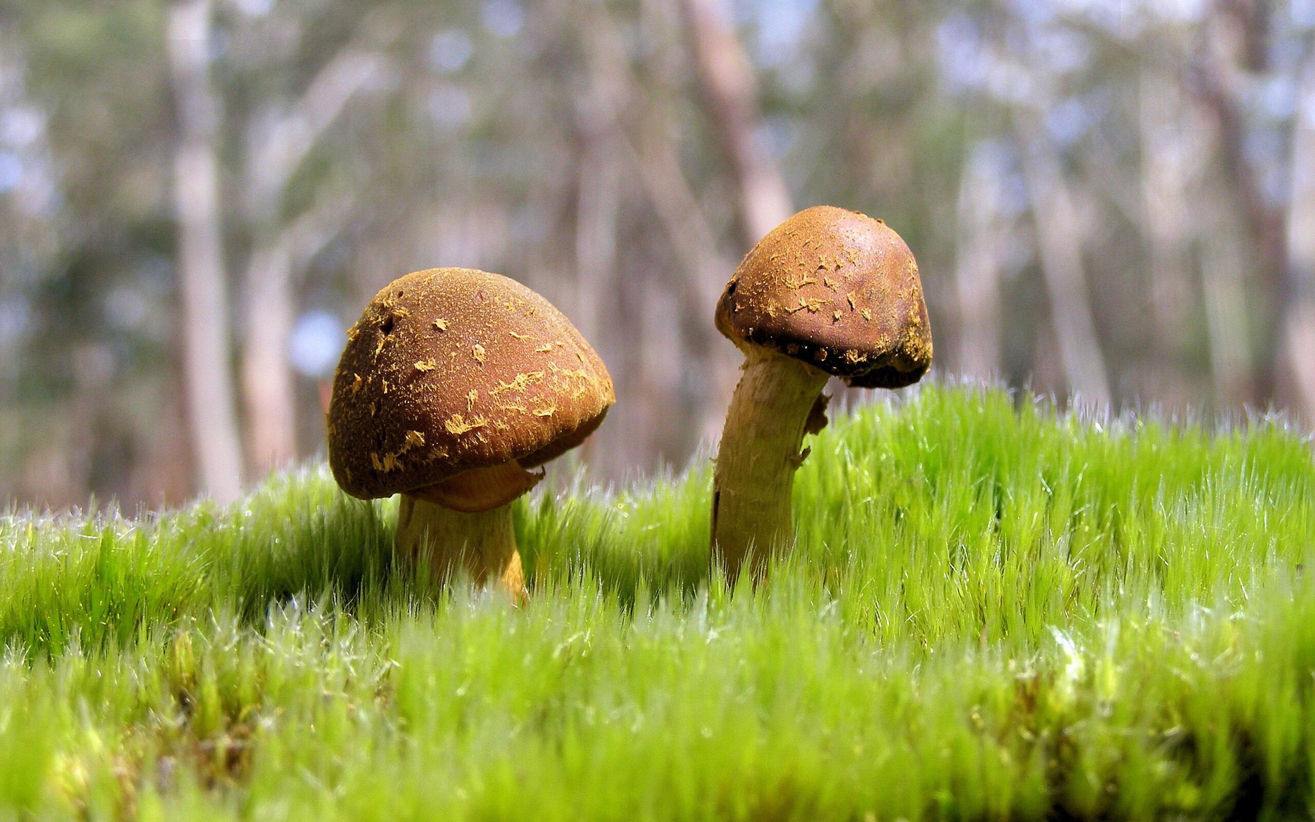 格鲁吉亚女篮在欧洲锦标赛中表现优异，续写荣光，格鲁吉亚篮球厉害吗