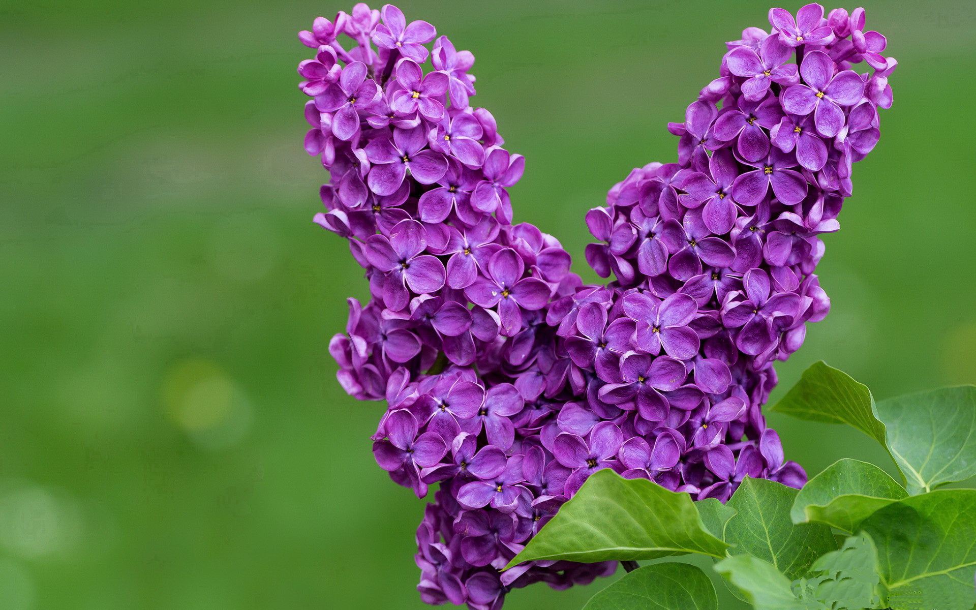 开云在线-阿莱克西赛后：冲刺感觉非常顺畅，阿莱克西亚历代记